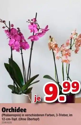 Liebmarkt Orchidee Angebot