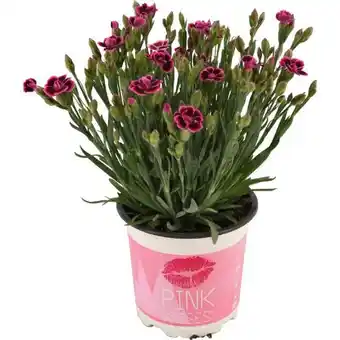OBI Stauden-Nelke Pink Kisses Angebot