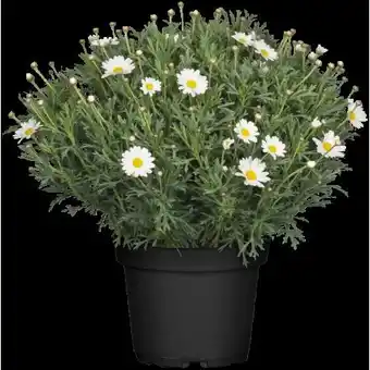 OBI Strauchmargerite Angebot