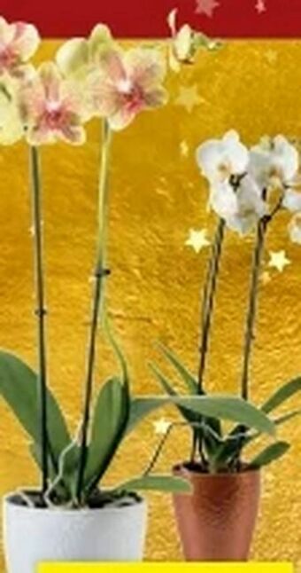 Lidl Orchideen Angebot