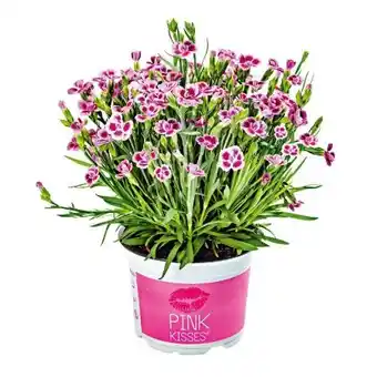 Hellweg Plantiflor Prinzess-Nelke Angebot