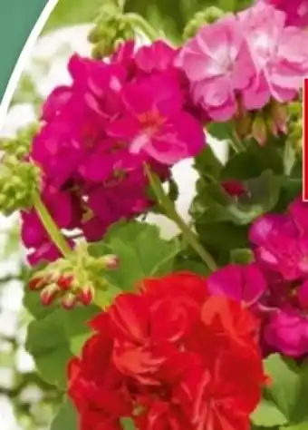 Bauhaus Pelargonien Angebot