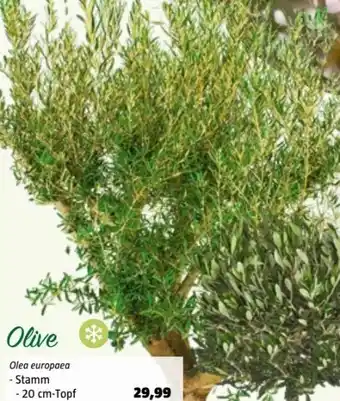 Bauhaus Olea Europaea Olive Angebot