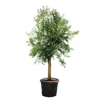 Hellweg Olive 758020 HELLWEG Angebot