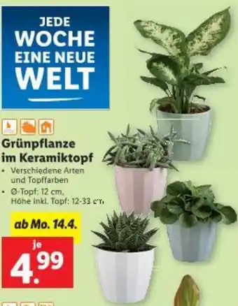 Lidl Grünpflanze im Keramiktopf Angebot