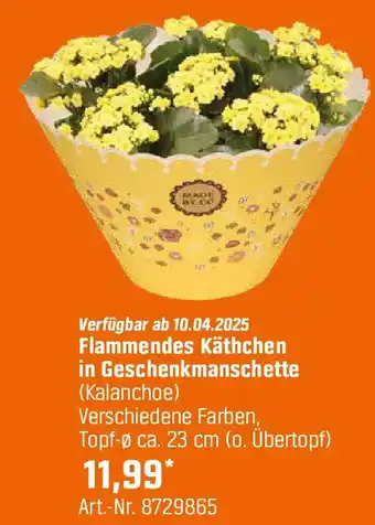 OBI Flammendes käthchen in geschenkmanschette Angebot