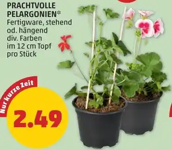 PENNY Prachtvolle pelargonien Angebot