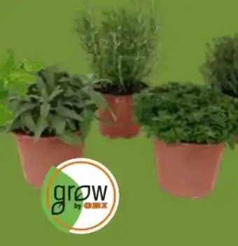 OBI Grow by Obi Kräutermischung Italienische Kräuter Angebot