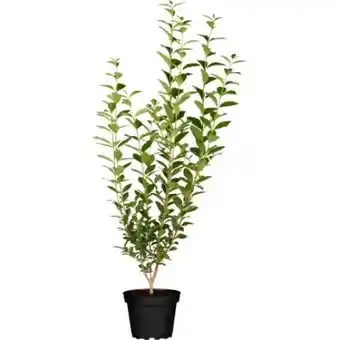 OBI Grow by Obi Liguster Angebot