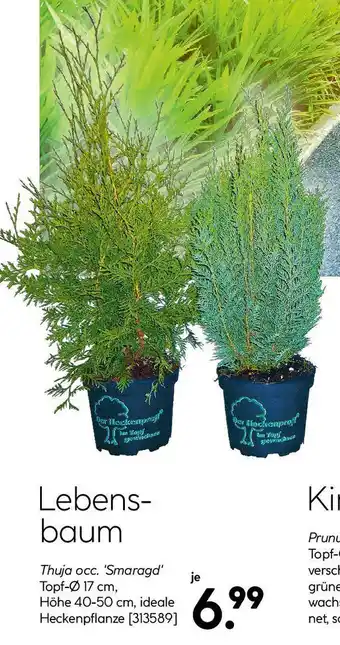 Hellweg Lebens- baum Angebot
