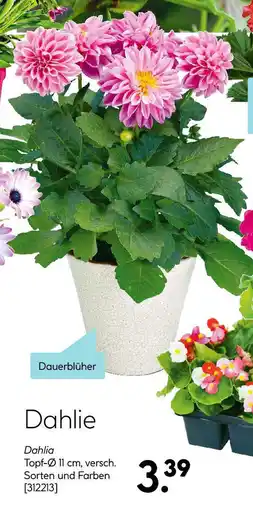 Hellweg Dahlia Angebot