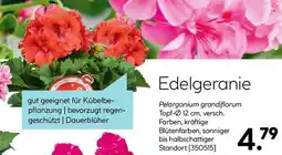 Hellweg Edelgeranie Angebot