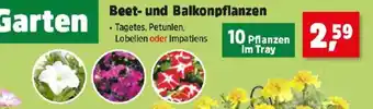 Thomas Philipps Beet- und balkonpflanzen Angebot