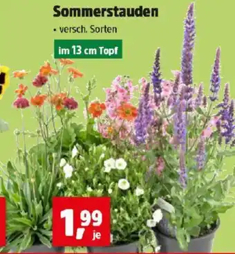 Thomas Philipps Sommerstauden Angebot