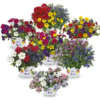 Hofer Balkonblumen Trio versch. Sorten HOFER Angebot
