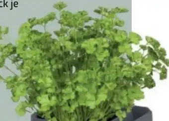 Bellaflora Günstiger Garten Kräuter Angebot