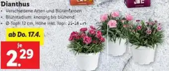 Lidl Dianthus Angebot