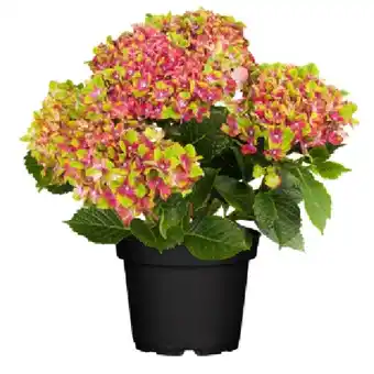 OBI Bauernhortensie Saxon Schloss Wackerbarth ca. 30 - 40 cm OBI Angebot