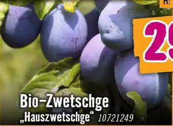 Hornbach Bio-Zwetschge Angebot