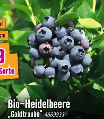 Hornbach Bio-Heidelbeere Angebot
