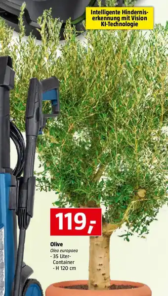 Bauhaus Olive Angebot
