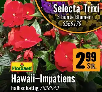 Hornbach Hawaii-Impatiens Angebot