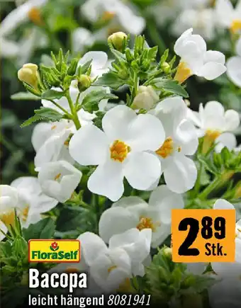 Hornbach Bacopa Angebot