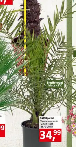 Bauhaus Dattelpalme Angebot