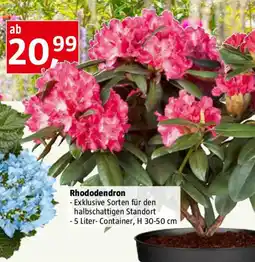 Bauhaus Rhododendron Angebot