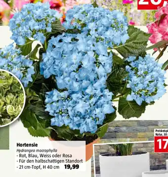 Bauhaus Hortensie Angebot