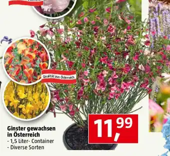 Bauhaus Ginster gewachsen Angebot