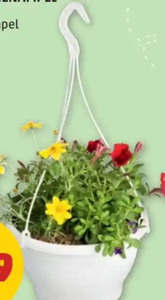 PENNY Hängende Schlafmützen Sommerblumenampel Angebot