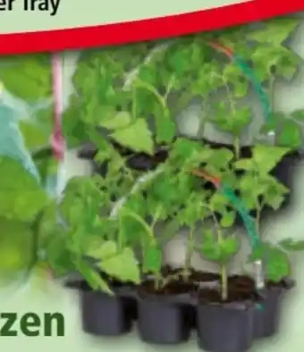 Norma Finest Garden Tomatenpflanzen Angebot