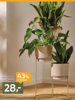 XXXLutz Pflanzentopf Angebot