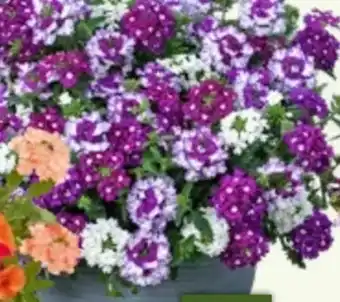 Bauhaus Verbena Wicked Angebot