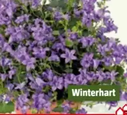 Bauhaus Winterhart Glockenblume Angebot