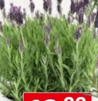 Bauhaus Schmetterlingslavendel Angebot