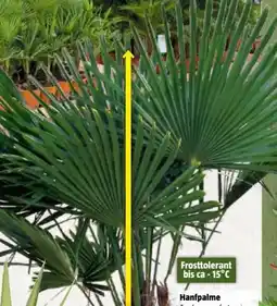 Bauhaus Hanfpalme Angebot