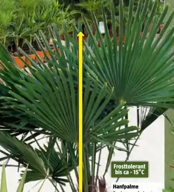 Bauhaus Hanfpalme Angebot