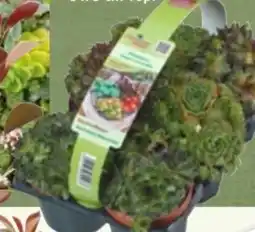 Bauhaus Sempervivum Angebot