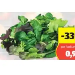 Hofer Bio-Pflücksalat HOFER Angebot