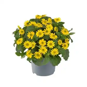 Hagebau Husarenknöpfchen Angebot