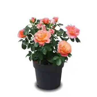 Hagebau Beetrose Sugar Candy Rose Angebot