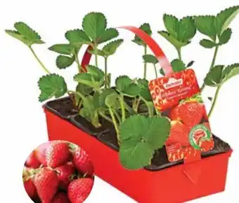 Dehner Dehner Erdbeeren Angebot