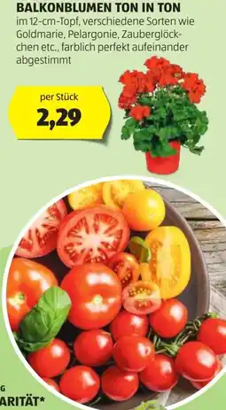 Hofer Balkonblumen ton in ton Angebot