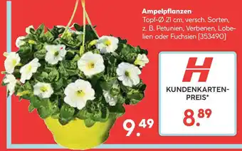 Hellweg Ampelpflanzen Angebot