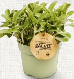 Billa Riesenkräuter Angebot