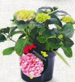 Billa Gartenhortensien Angebot