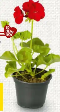 Billa Pelargonien Fertigware Angebot