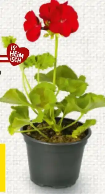 Billa Pelargonien Fertigware Angebot